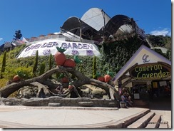 Cameron Highlands Lavender Gardens