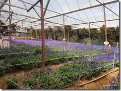 Cameron Highlands Lavender Gardens