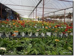 Cameron Highlands Lavender Gardens