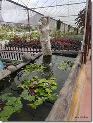 Cameron Highlands Lavender Gardens