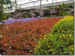 Cameron Highlands Lavender Gardens