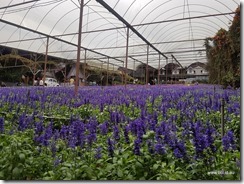Cameron Highlands Lavender Gardens