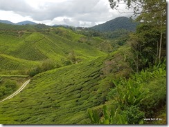 BOH Tea Plantation