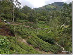 BOH Tea Plantation