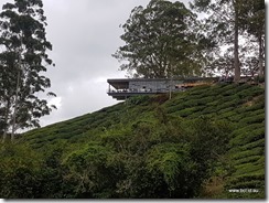 BOH Tea Plantation