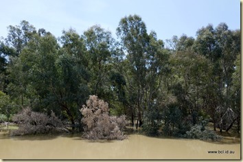 Swan Hill Murray River Cruise