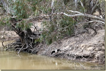 Swan Hill Murray River Cruise