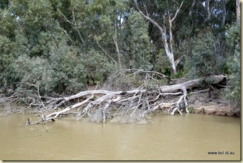 Swan Hill Murray River Cruise