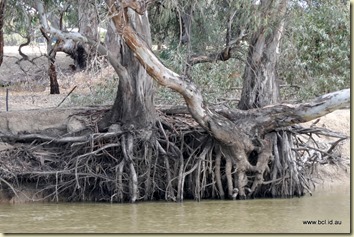 Swan Hill Murray River Cruise