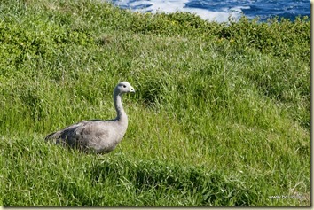 A Goose, The Nobbies Phillip Island The Nobbies Phillip Island