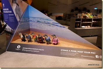 Penguin Parade Phillip Island Penguin Parade Phillip Island