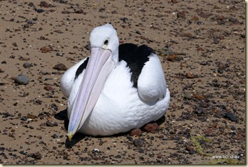 San Remo Pelican Feeding