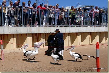 San Remo Pelican Feeding