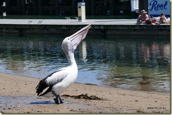 San Remo Pelican Feeding
