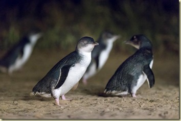 Penguins Penguins