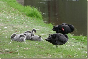 Chinese Tribute Garden