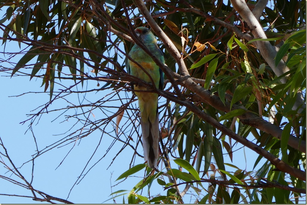 Lakeview Caravan Park Lake Cargelligo