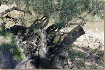 Lake Cargelligo Weir