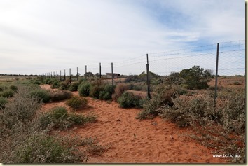 Camerons Corner the Dog Fence