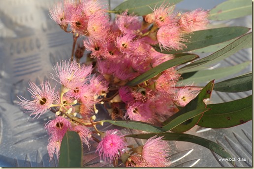 Gum Flowers
