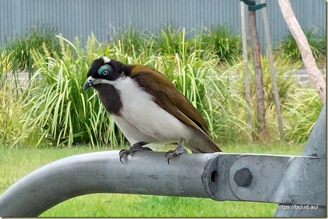 Random Bird watching us eat