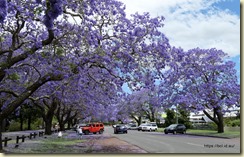 Grafton Jararanda Fesival - See Park