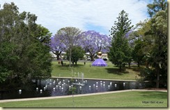 Grafton Jararanda Fesival