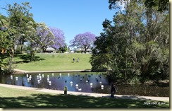Grafton Jararanda Fesival - See Park