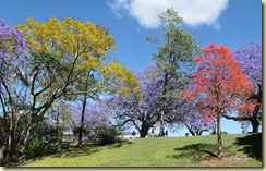 Grafton Jararanda Fesival - See Park