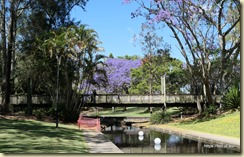 Grafton Jararanda Fesival - See Park