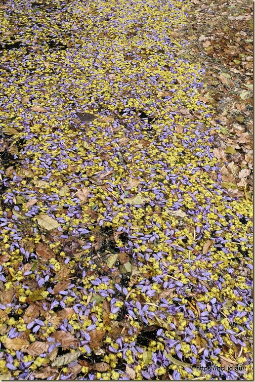 Grafton Jararanda Fesival - See Park