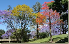Grafton Jararanda Fesival - See Park