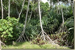 Pacific Adventure Mystery Island