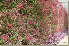 Flora Park Cameron Highlands