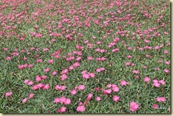 Flora Park Cameron Highlands