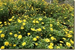 Flora Park Cameron Highlands