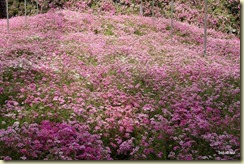 Flora Park Cameron Highlands
