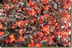 Flora Park Cameron Highlands