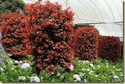 Flora Park Cameron Highlands