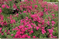 Flora Park Cameron Highlands