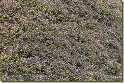 Flora Park Cameron Highlands