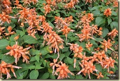 Flora Park Cameron Highlands