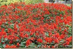 Flora Park Cameron Highlands