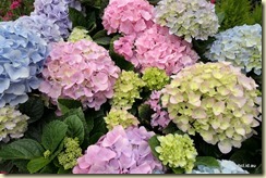 Flora Park Cameron Highlands