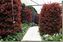 Flora Park Cameron Highlands