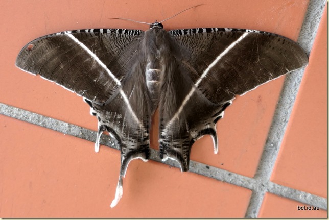 230519 001 Tanah Rata Cameron Highlands Malaysia
