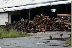 Charcoal Factory Monkeys 