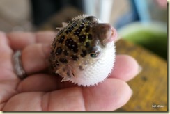 Puffer Fish