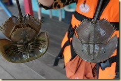 Port Weld Kuala Sepetang