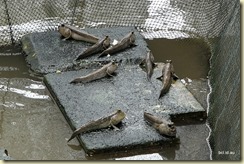 Port Weld Kuala Sepetang